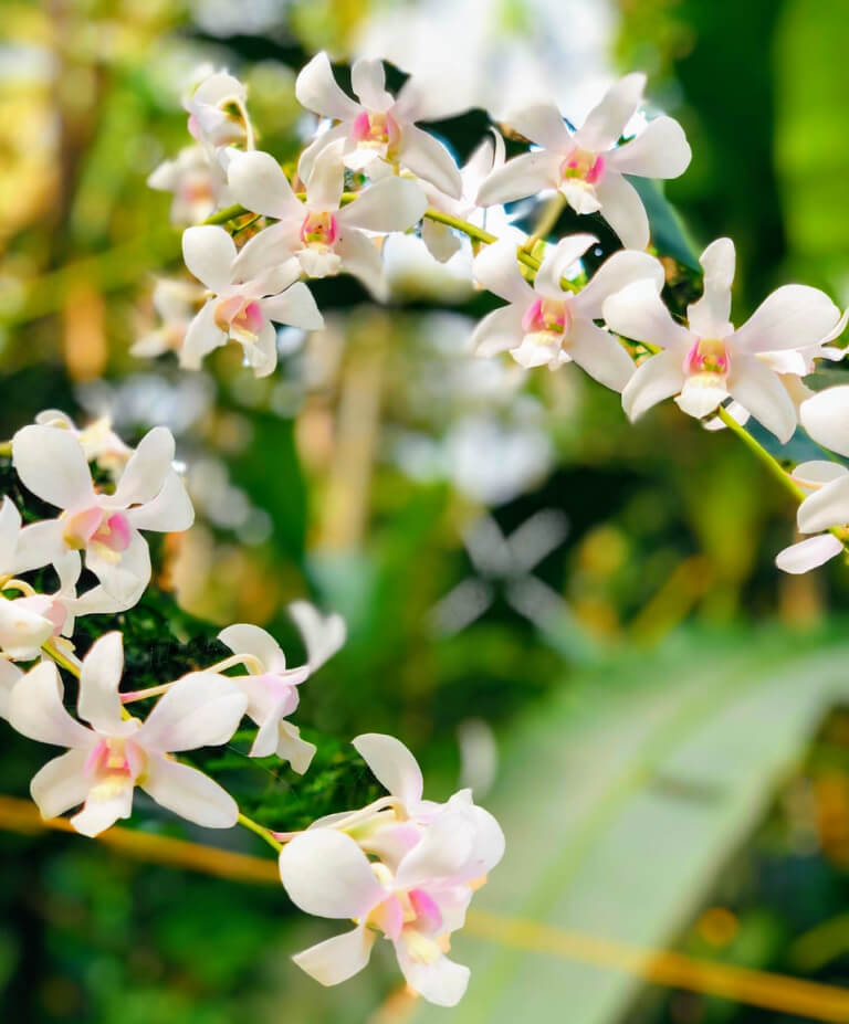 Como cuidar de orquídeas? | Planta Decora