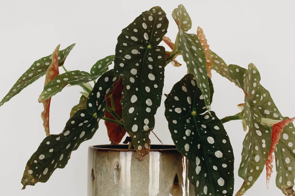 Como cuidar de begônia maculata? | Planta Decora