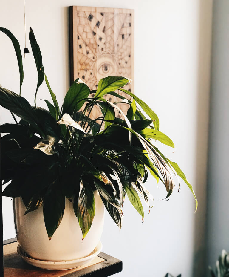 Como cuidar de lírio da paz em vaso? | Planta Decora