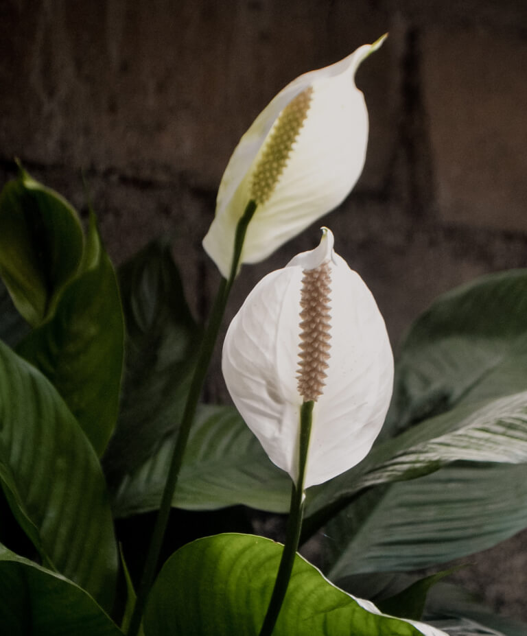 Como cuidar de lírio da paz em vaso? | Planta Decora