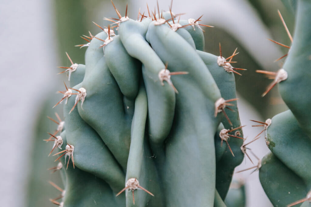 Como cuidar de cacto parafuso? | Planta Decora