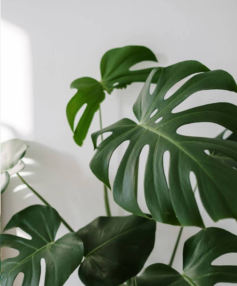 Como cuidar de costela de adão - monstera deliciosa | Planta Decora