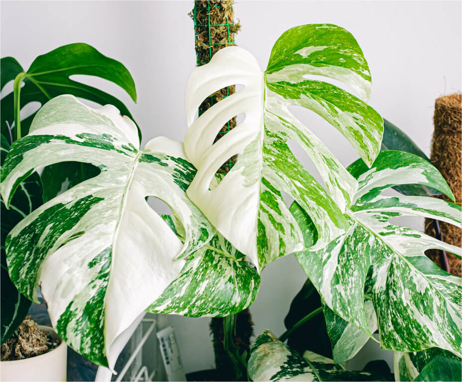 Como cuidar de costela de adão - monstera deliciosa | Planta Decora