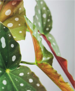 Como cuidar de begônia maculata? | Planta Decora