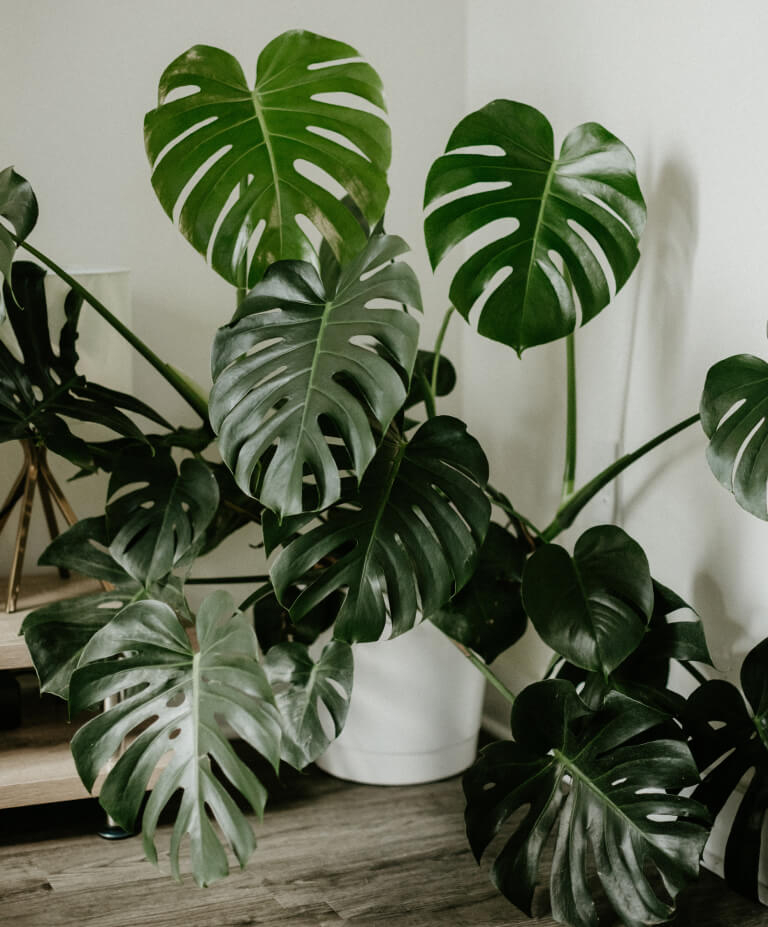 Como cuidar de costela de adão - monstera deliciosa | Planta Decora