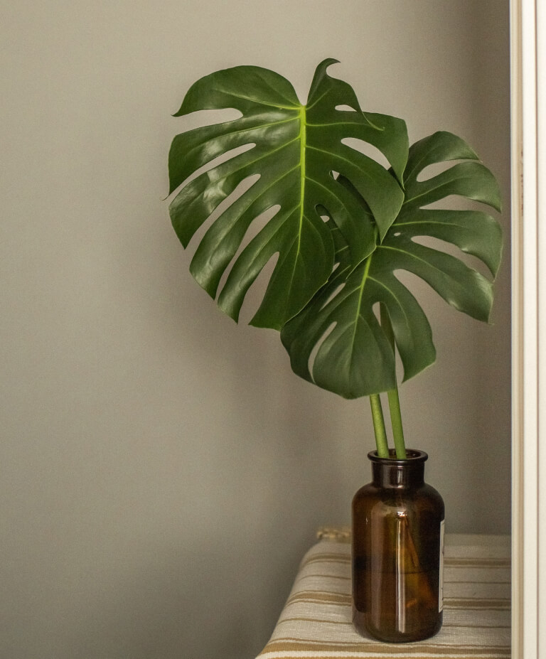 Como cuidar de costela de adão - monstera deliciosa | Planta Decora