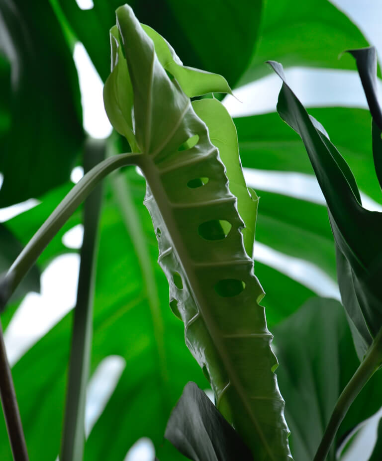 Como cuidar de costela de adão - monstera deliciosa | Planta Decora