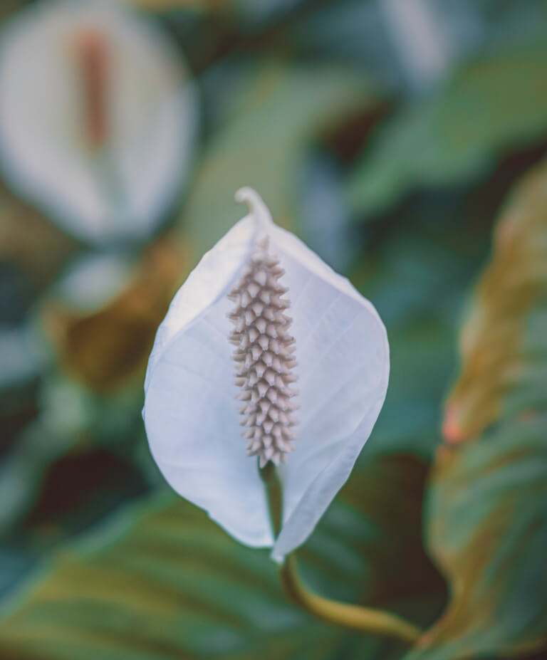 Como cuidar de lírio da paz em vaso? | Planta Decora